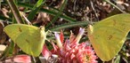 Ananas ananassoides (savana ananası)