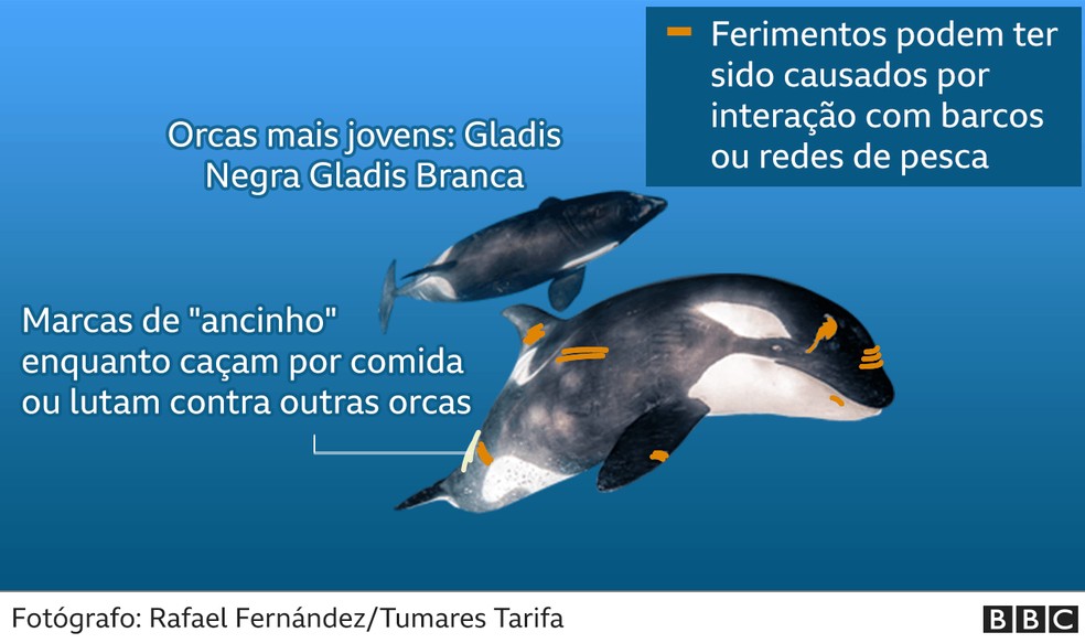Baleia assassina 'que fala' mostra que as orcas podem aprender a imitar a  linguagem humana, Ciência