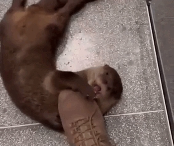 VÍDEO: lontra rola no chão, mostra a barriga e 'pede' carinho ao ser resgatada em SC