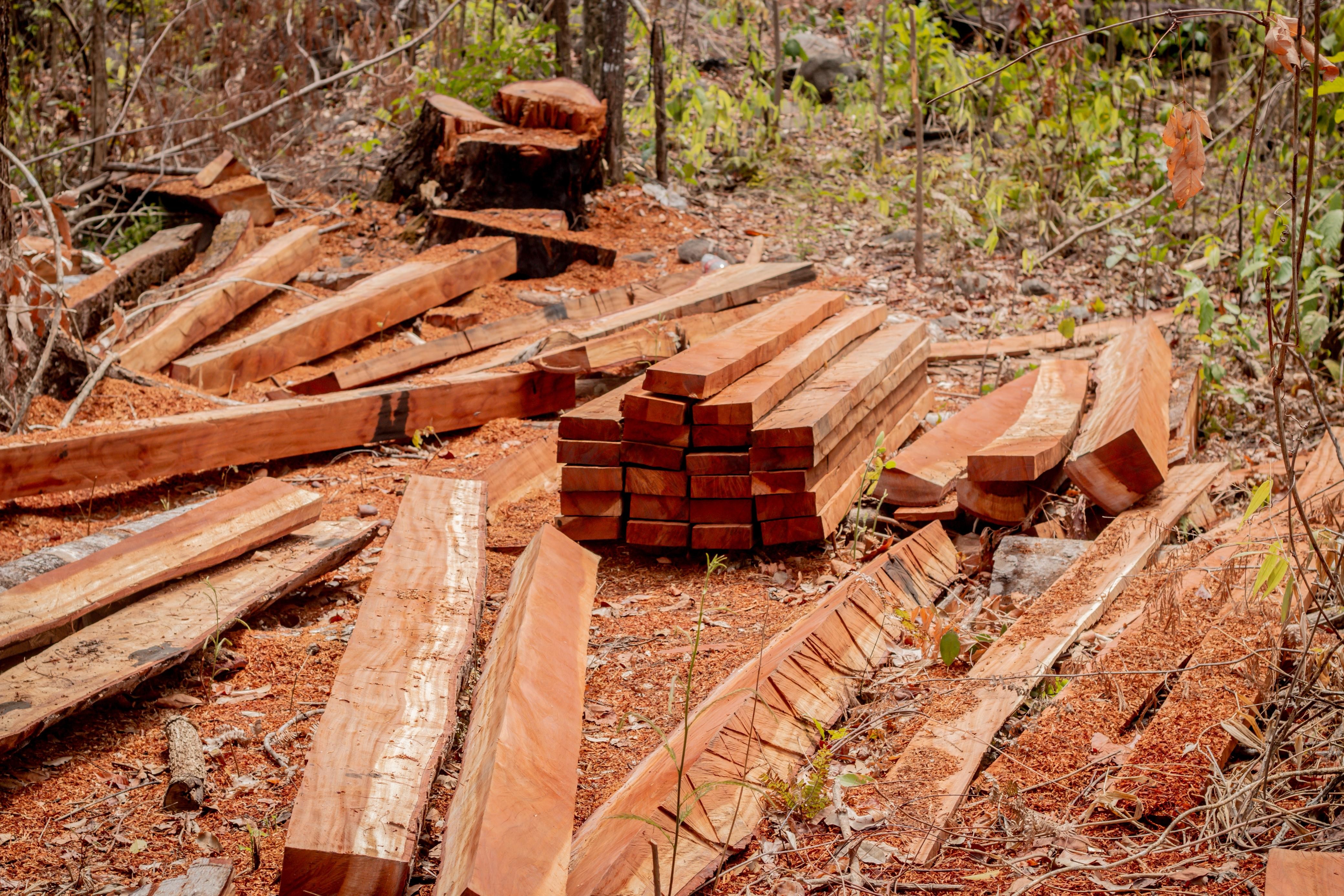 Indígenas reagem à invasão em terra demarcada em MT — Foto: Arquivo pessoal