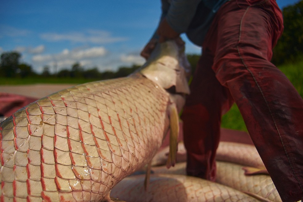 Pirarucu - Feira da FAS - Manejo RDS PiagaÃ§u Purus (Comunidade Nova SupiÃ¡) â€” Foto: DivulgaÃ§Ã£o