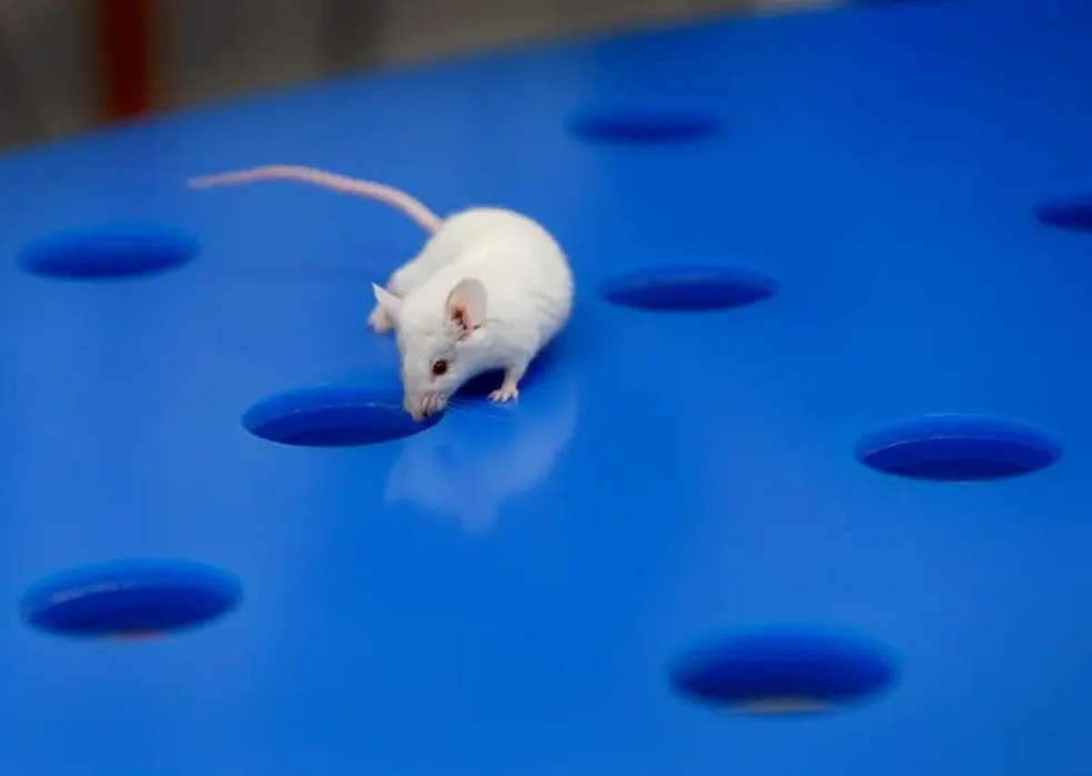 Foram escondidas guloseimas para os camundongos, que tiveram que se lembrar do caminho certo depois de dormir. — Foto: Getty Images via BBC