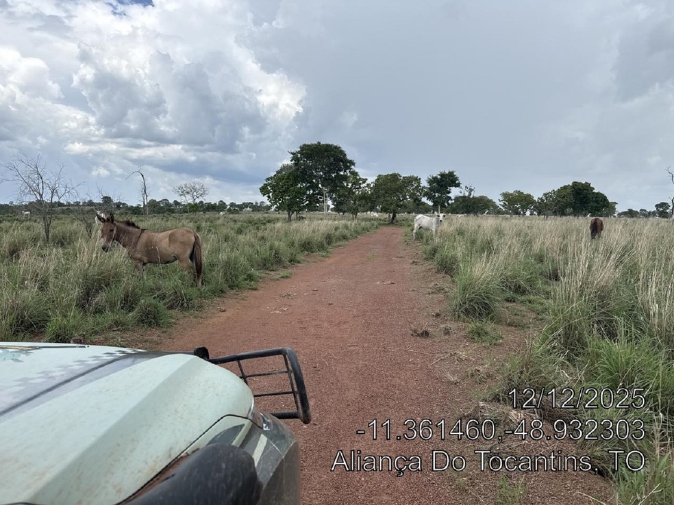 Área de 332,78 hectares estava sendo usada para criação de gado sem autorização — Foto: Divulgação/BPMA