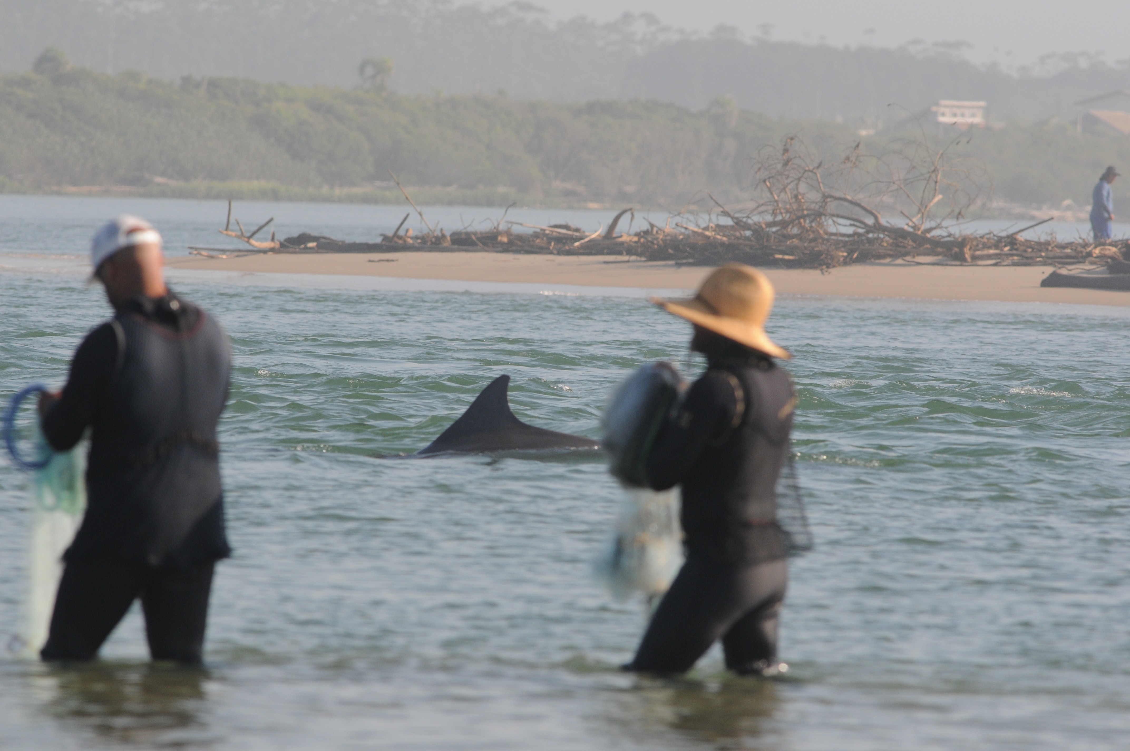 Boto que auxilia pescadores reaparece depois de 20 anos na foz do Rio Araranguá em SC