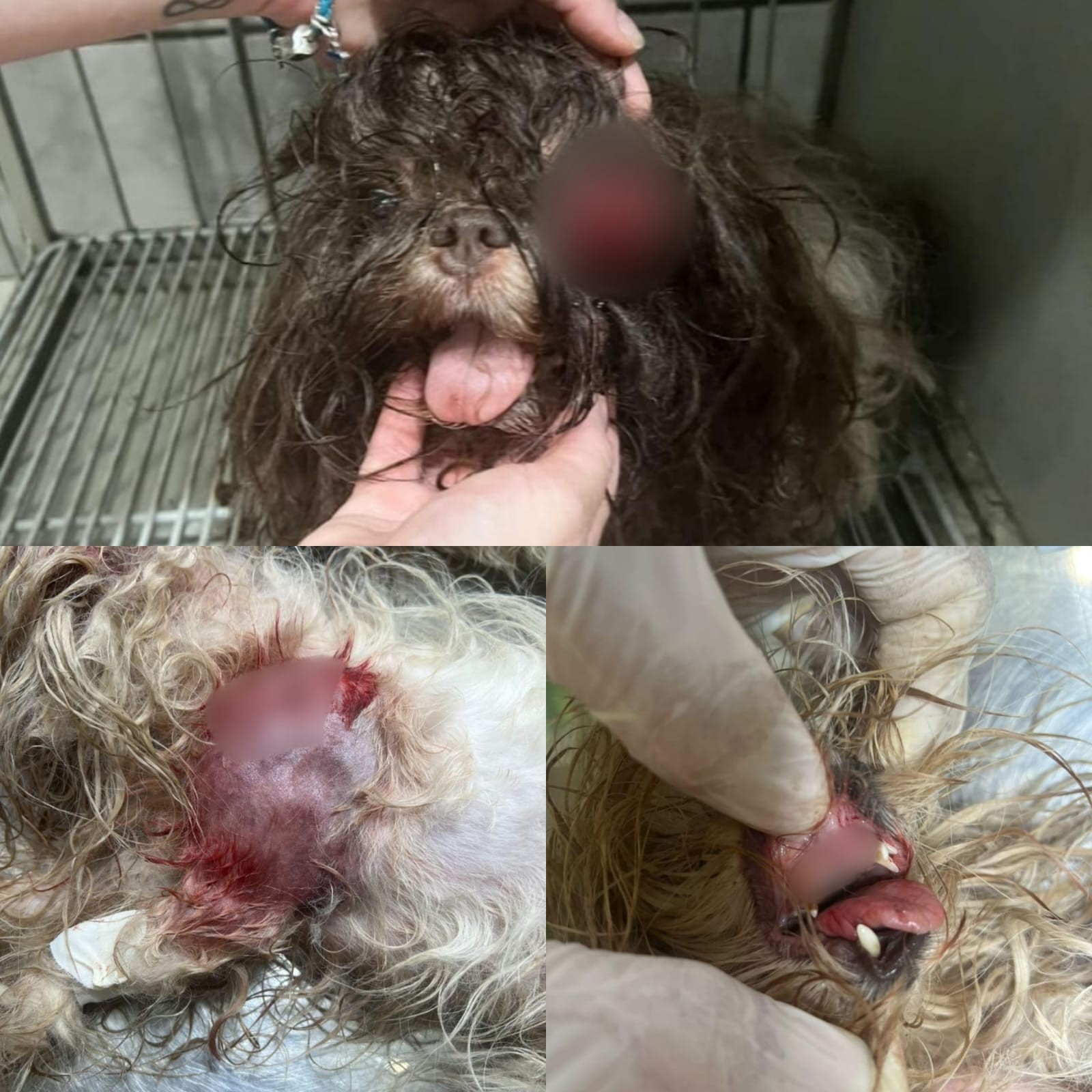 Cadela que perdeu olho durante ataque de cães em clínica segue internada no AC; tutora fez denúncia ao MP