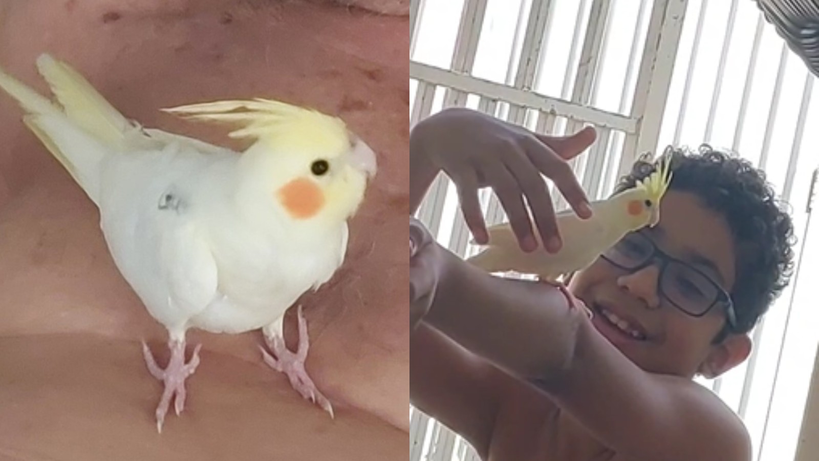 Calopsita de adolescente autista desaparece e família faz buscas em Teresina