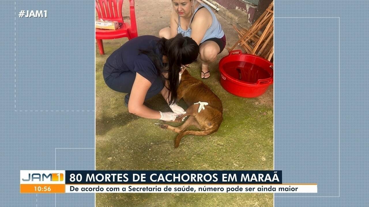 Ao menos 80 cachorros morrem após serem contaminados por doença do carrapato no interior do Amazonas