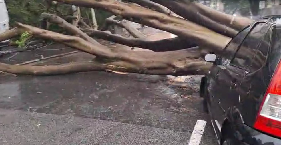 Árvore caiu sobre carro em Pinheiros, na Zona Oeste — Foto: Reprodução
