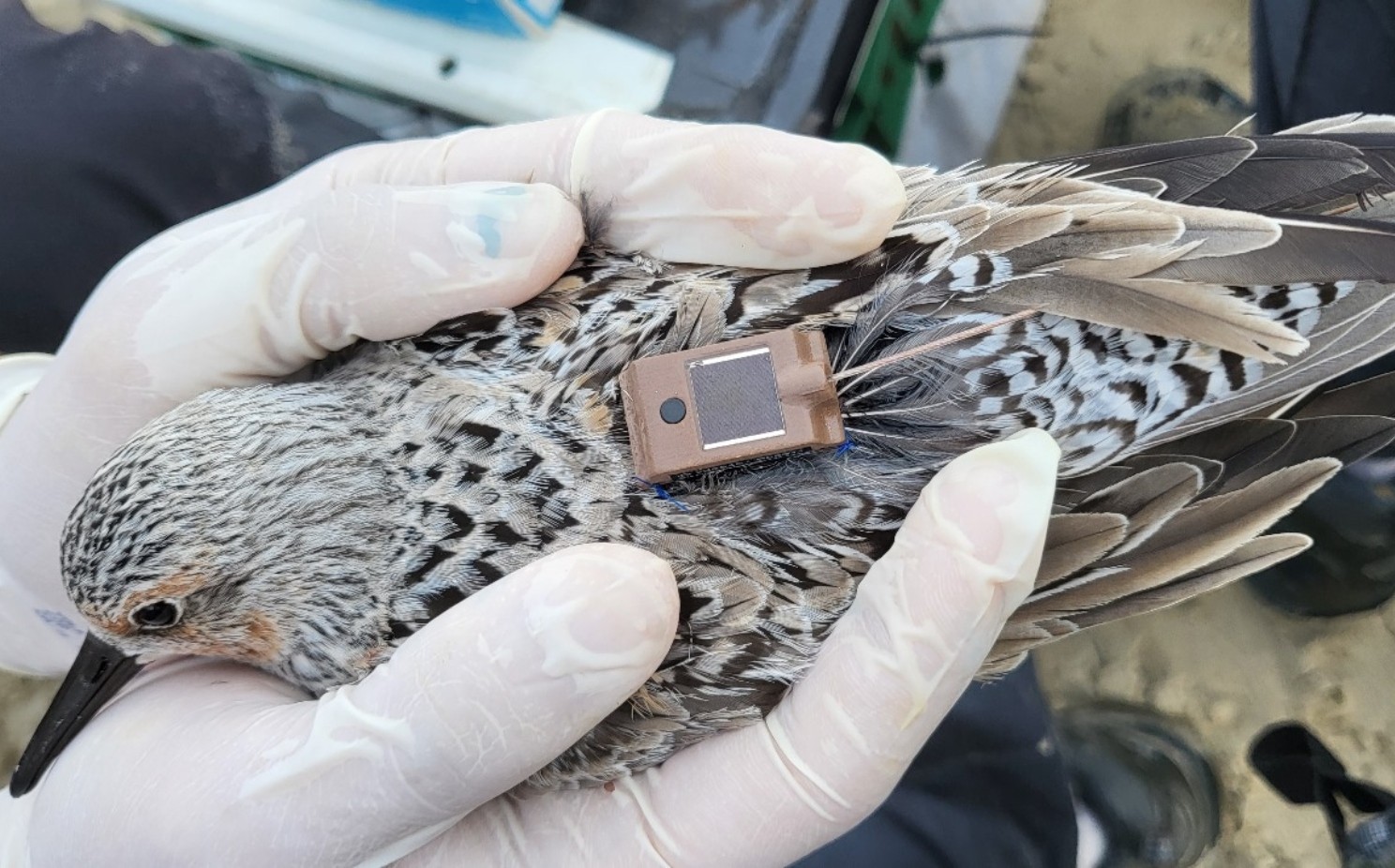 Volta de aves migratórias alerta autoridades para gripe aviária; veja rotas e espécies que vêm ao Brasil