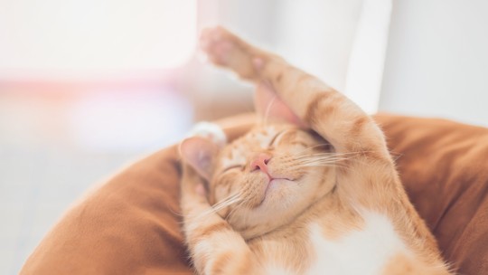 O que ter um gato faz com o seu cérebro - e com o dele - Quando você abraça e interage com seu gato, os níveis de oxitocina, o “hormônio do amor”, aumentam no seu cérebro e no dele.