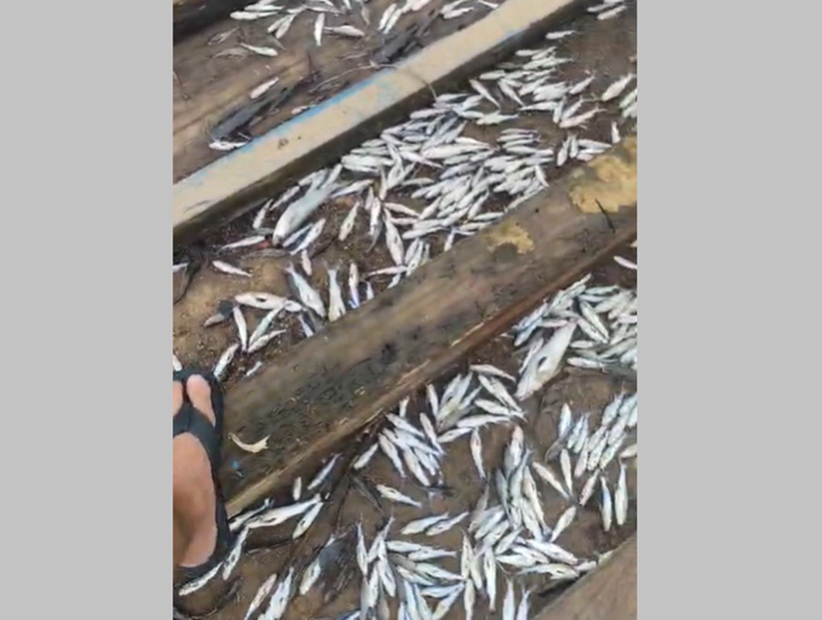 Inea investiga mortandade de peixes no canal do Grajaú, em São Francisco de Itabapoana