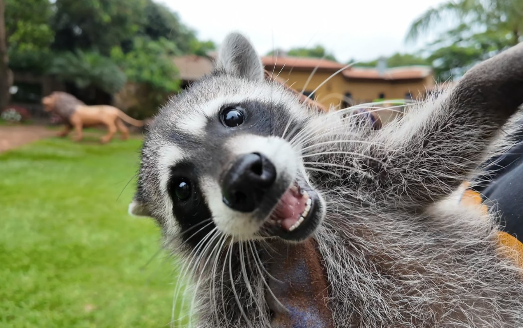 Nascimento inédito de guaxinim norte-americano no Brasil é registrado em zoológico no interior de SP
