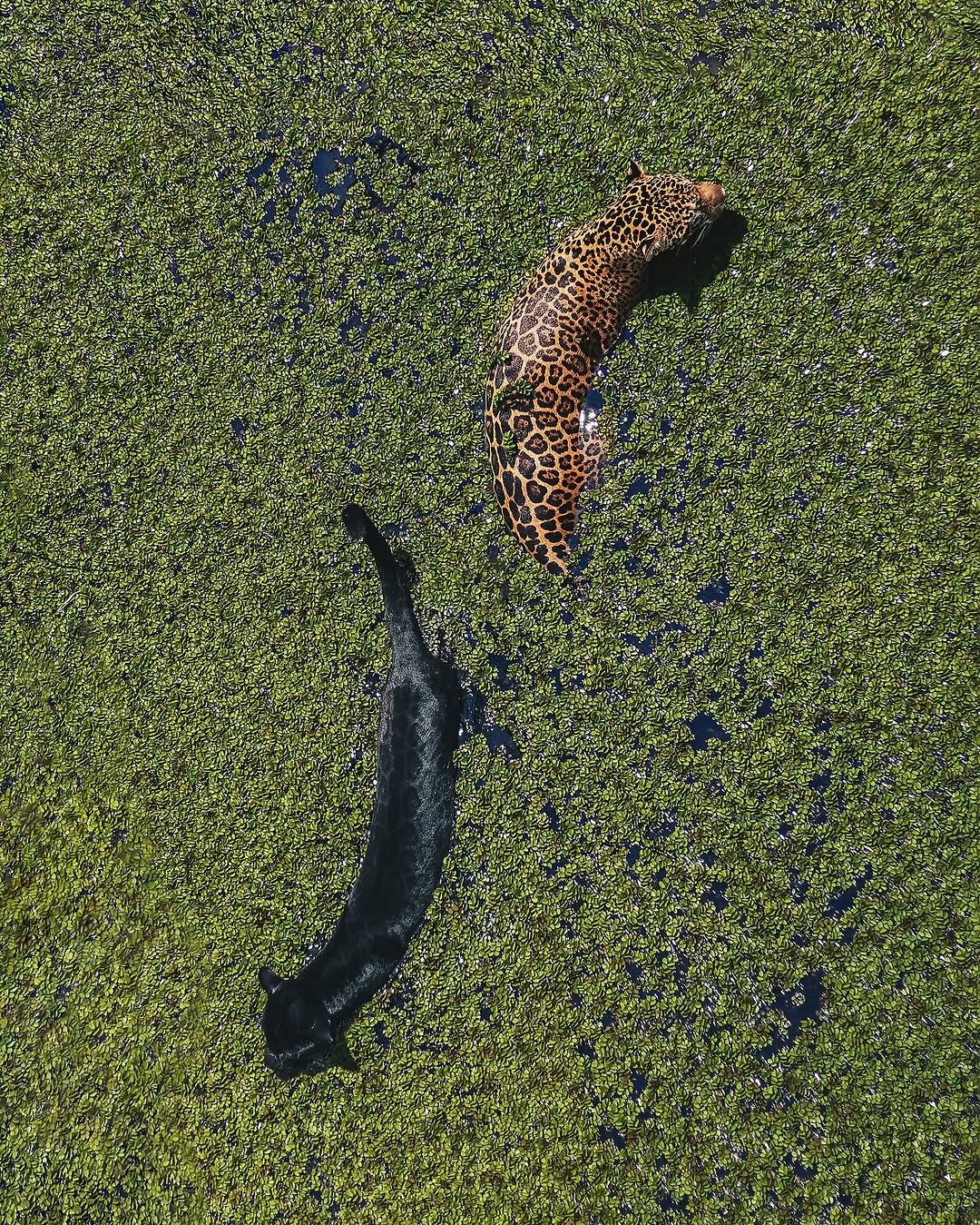 VÍDEO: Onça-pintada e 'pantera negra' são filmadas nadando juntas em lago no AM