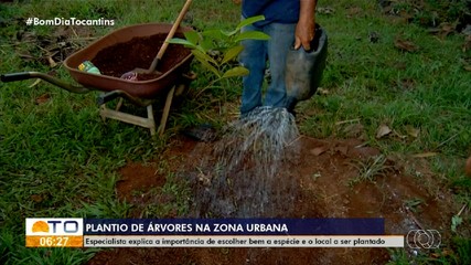 Especialista explica importância de escolher espécies de árvores para plantio nas cidades