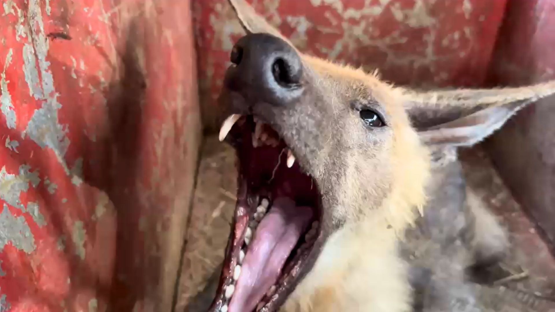 Vídeo mostra lobo-guará bocejando e rosnando durante atendimento veterinário em Uberlândia