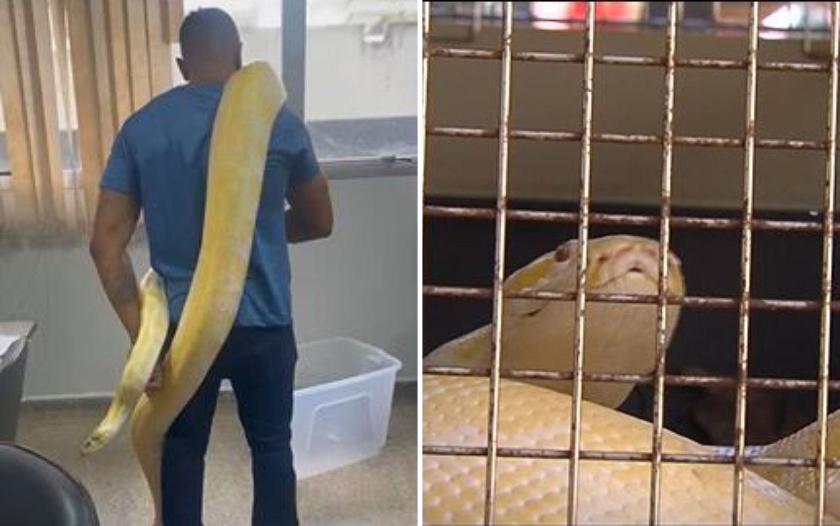 Criador de píton filmada passeando em rua tinha mais cinco cobras em casa, diz polícia