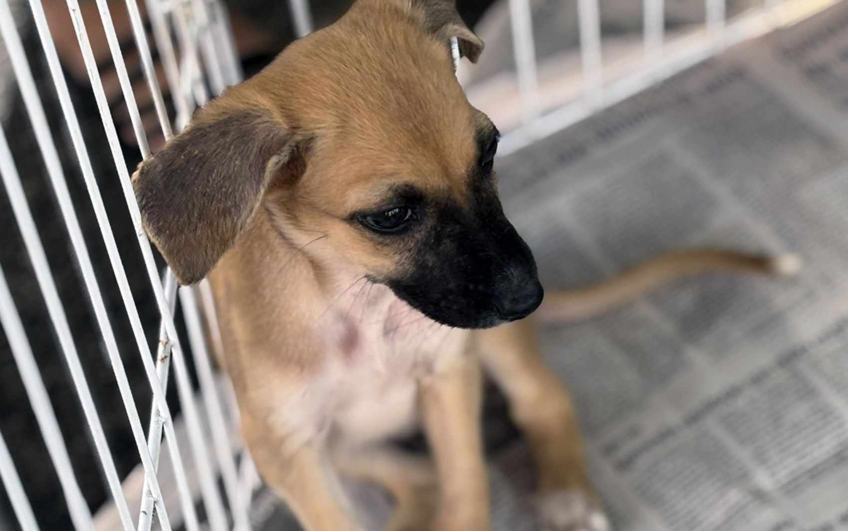 Iniciativa de adoção animal é realizada em shopping de Aracaju