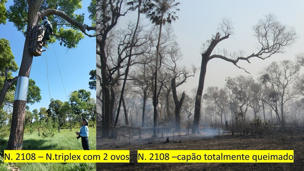 Antes e depois de ninho atingido pelo fogo. — Foto: Instituto Arara Azul