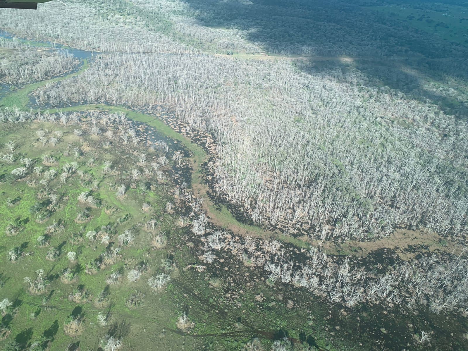 Desmate químico destruiu 81 mil hectares do Pantanal Mato-grossense