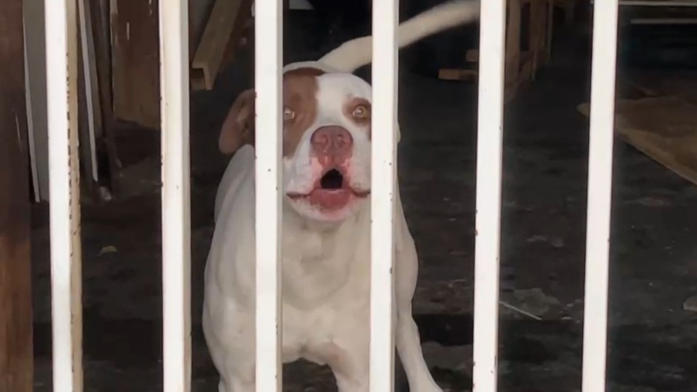 Idosa é atacada por pit bull em São José do Rio Preto (SP) — Foto: TV TEM / Rogério Pedrozo