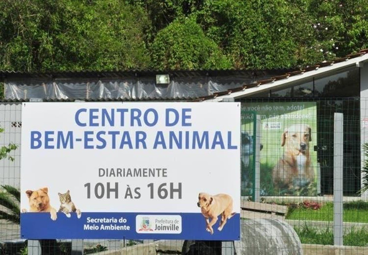 Denúncia de eutanásia em animais para liberar espaço em abrigo é investigada pelo MP em Joinville