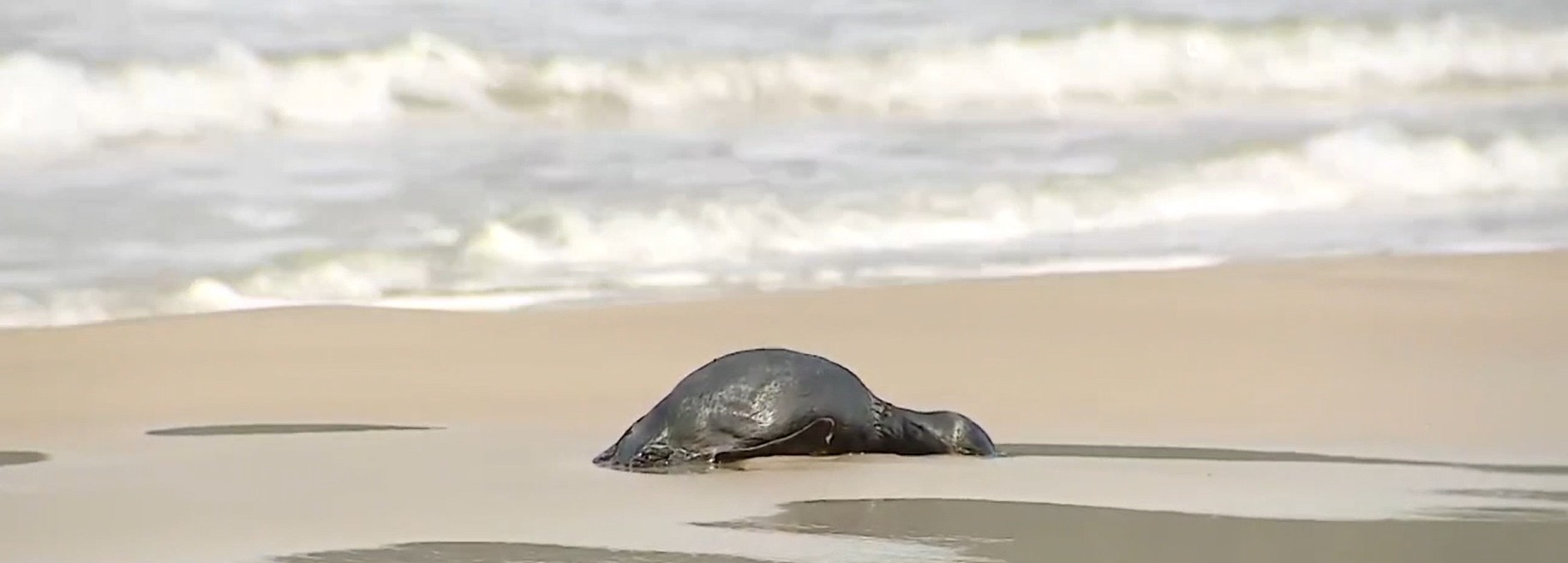 Mais de 15 pinguins são encontrados mortos em praia de Florianópolis