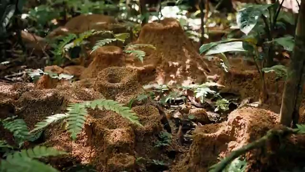 Xingu: formigas tomam conta das ilhas onde a água não chega mais — Foto: Reprodução/TV Globo