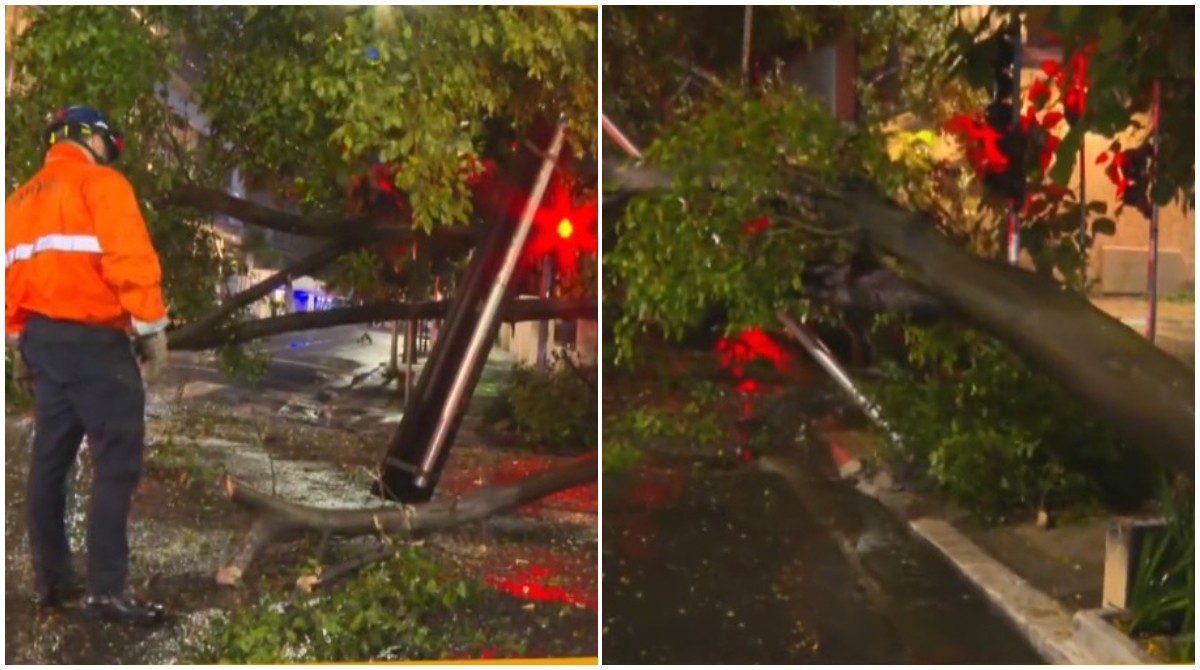 Árvore enorme cai durante chuva e bloqueia a Alameda Santos, perto da Paulista, por quase 4 horas