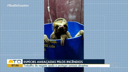 Trabalho de resgate ajuda a proteger animais silvestres ameaçados pelos incêndios