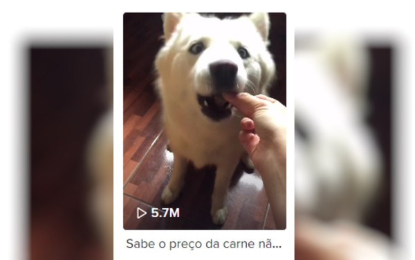 Pet influencer', cachorro goiano viraliza na web com vídeos engraçados, Goiás