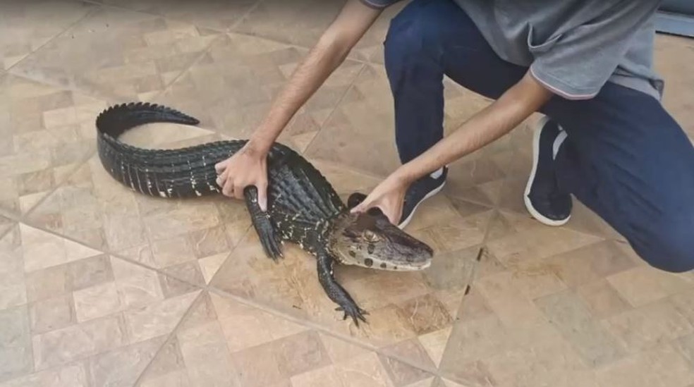 Jacarés estavam entre os animais silvestres resgatado em Porto Velho — Foto: Reprodução/Rede Amazônica