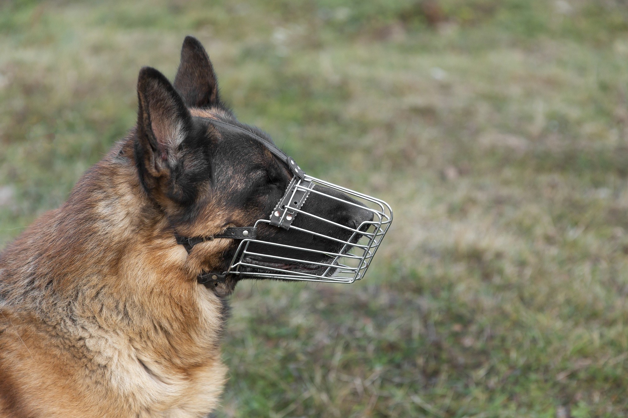 Projeto de lei prevê regras para circulação de cães de grande porte em Natal