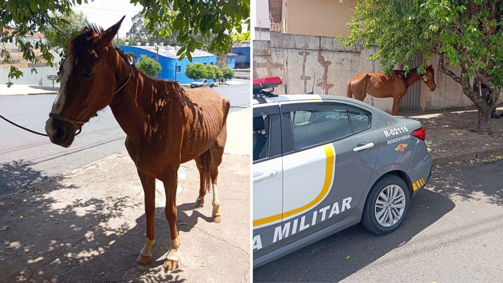 Cavalo foi apreendido pela Polícia Militar Rodoviária, em Bauru (SP) — Foto: Polícia Rodoviária/divulgação