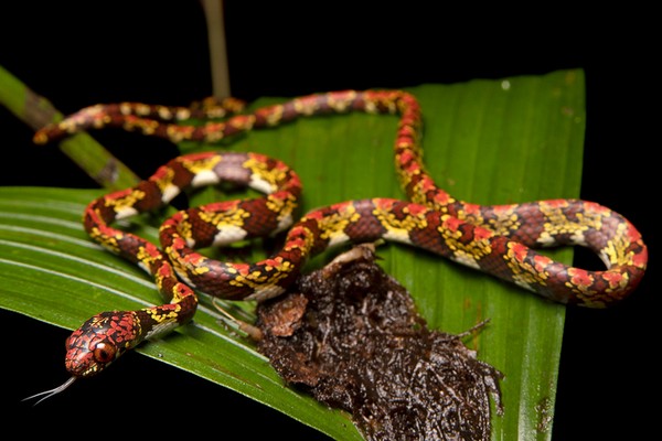 Cinco novas espécies de cobras são descobertas na Amazônia, entre elas, uma  batizada de 'DiCaprio