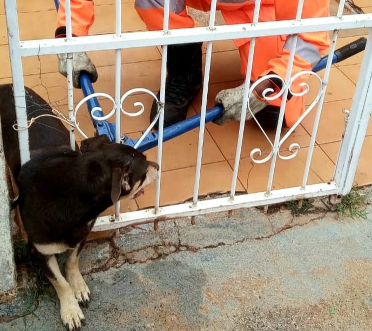 Foto Cachorro Fica Preso Entre Grades De Portão E é Resgatado Pelo Corpo De Bombeiros Em 0067