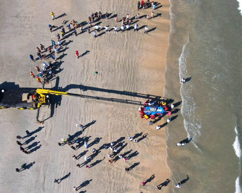 Golfinho sendo devolvido ao mar no litoral de São Paulo — Foto: Instituto Gremar