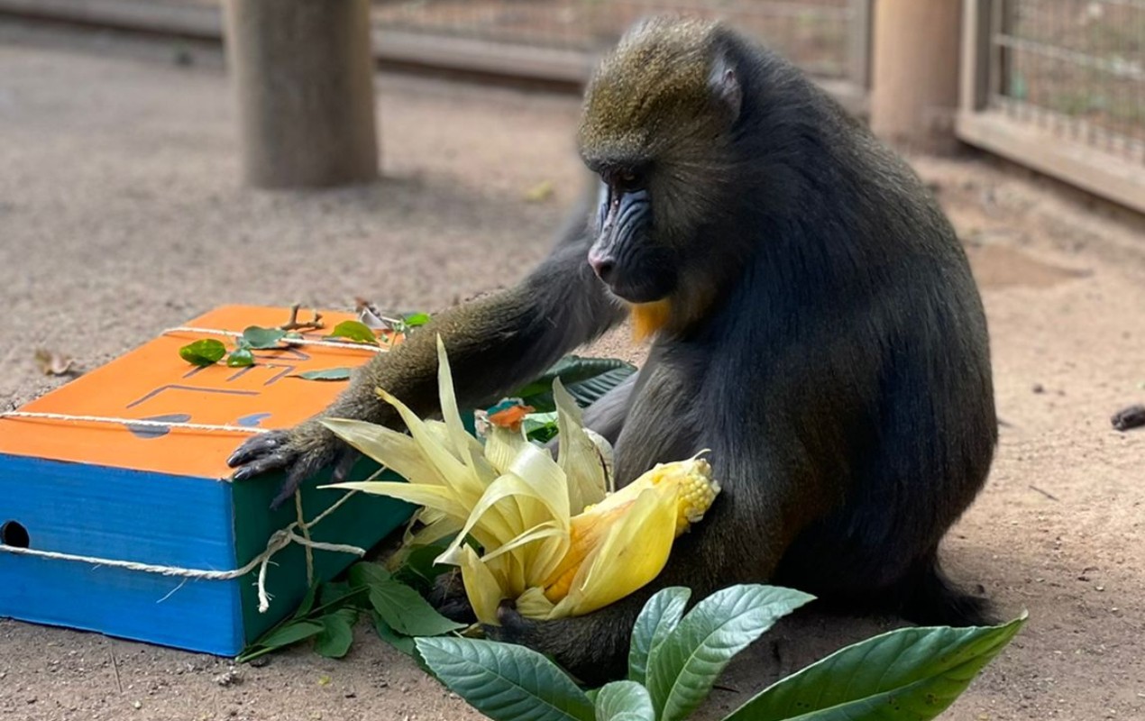 Primata diabética, elefante e hipopótamos idosos: especialistas destacam cuidados com animais mais velhos e doentes em zoológicos