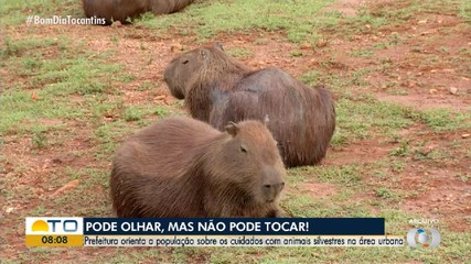 Prefeitura orienta sobre cuidados com animais silvestres em áreas urbanas de Palmas
