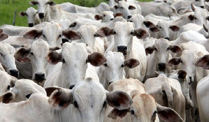 Prazo para produtores rurais atualizarem cadastro obrigatório de rebanhos termina nesta segunda-feira (30) na PB