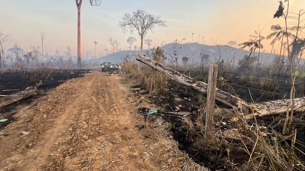 A suspeita que uma árvore tenha provocado o acidente — Foto: Reprodução