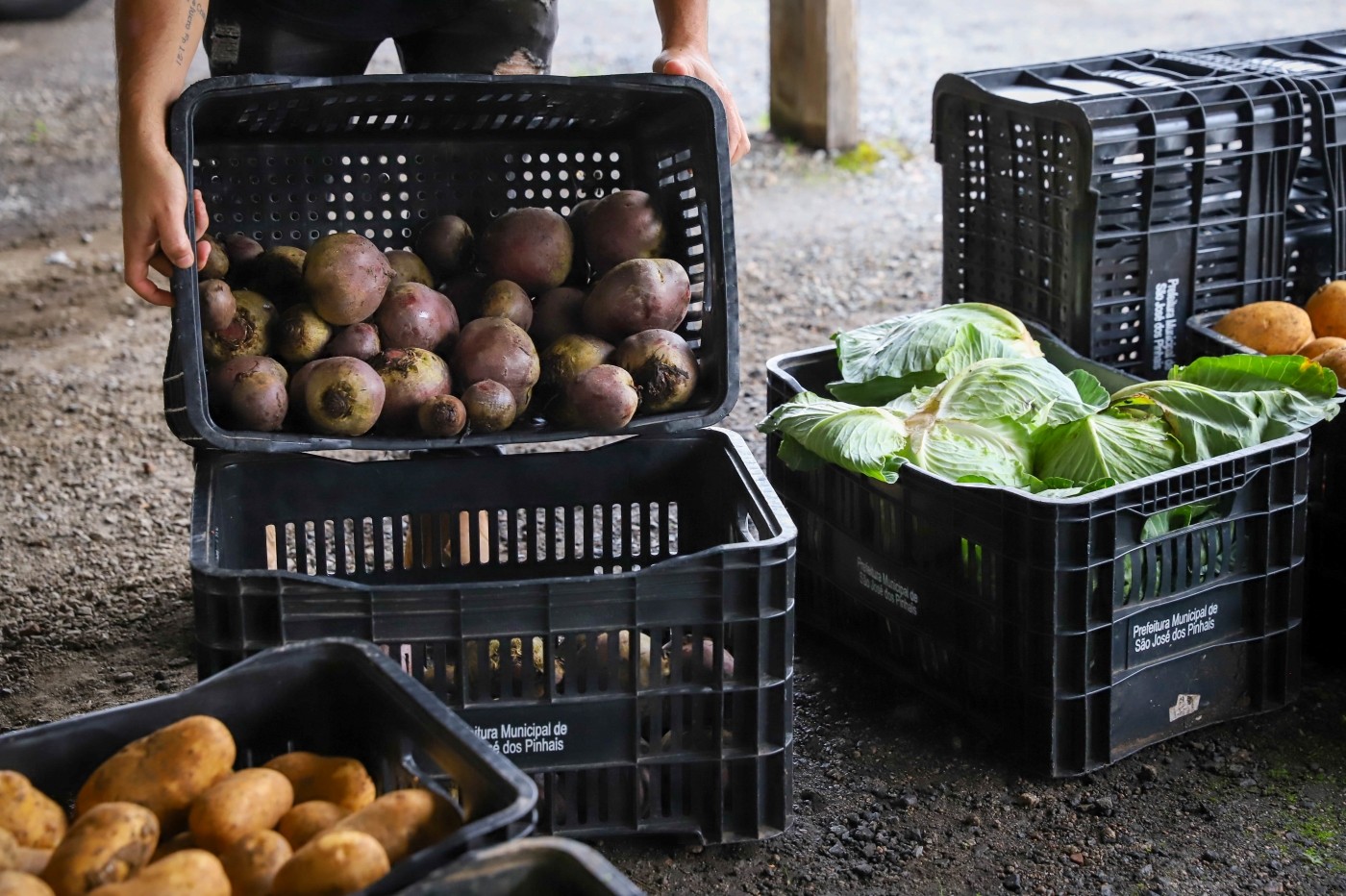 Programa de Aquisição de Alimentos de São José dos Pinhais é renovado para 2026 com R$500 mil em recursos