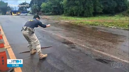 Mais de 700 animais foram atropelados em rodovias que cortam o TO nos últimos 5 anos