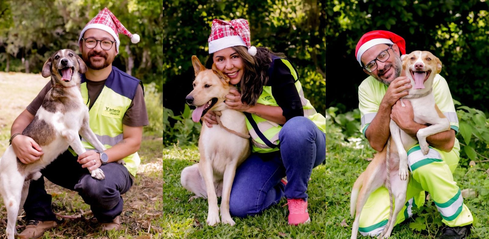 Cães resgatados em rodovias de SC ganham ensaio natalino para encontrar novos lares; FOTOS