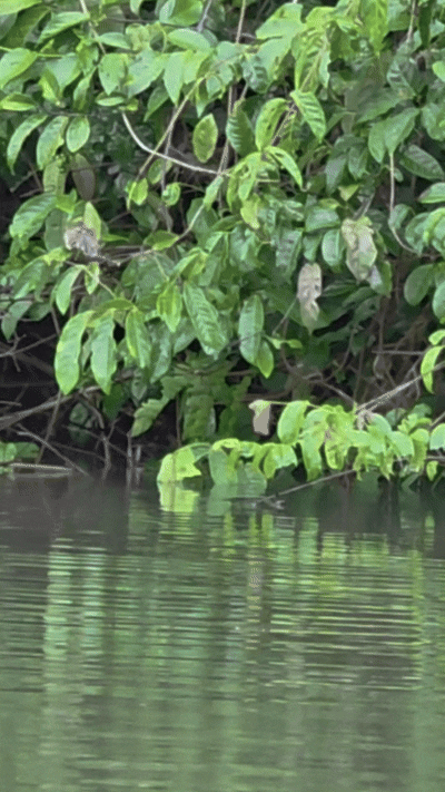 VÍDEO: Pescador de RO flagra peixe pulando para se alimentar no Rio Paxiúba