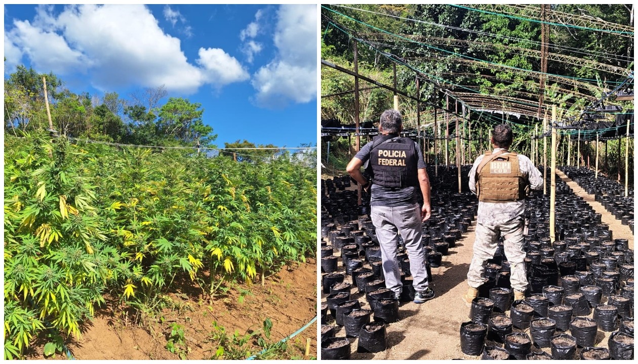 Polícia destrói plantação com até 15 mil pés de maconha em serra do Ceará