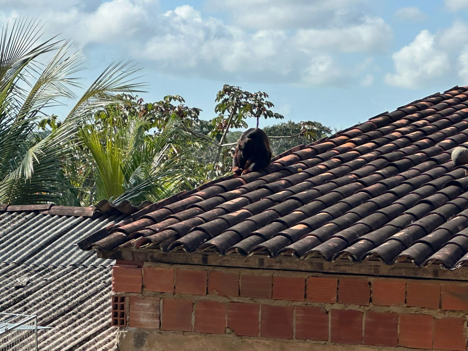 Macaco da espécie bugio aparece em Satuba, AL, e moradores convivem assustados com animal