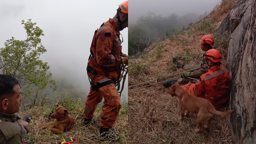 Cachorro "Magaiver" foi adotado após ser encontrado abandonado durante viagem entre SP e CE. — Foto: Corpo de Bombeiros/Reprodução