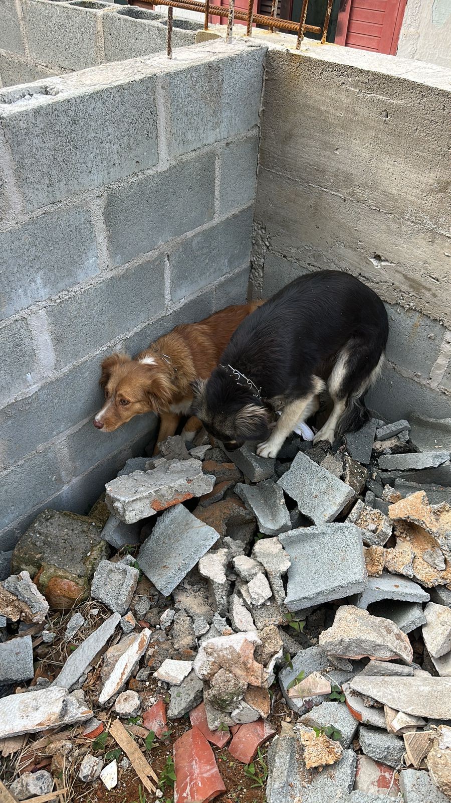 GCM resgata dois cães presos em parede de construção em Itaquaquecetuba