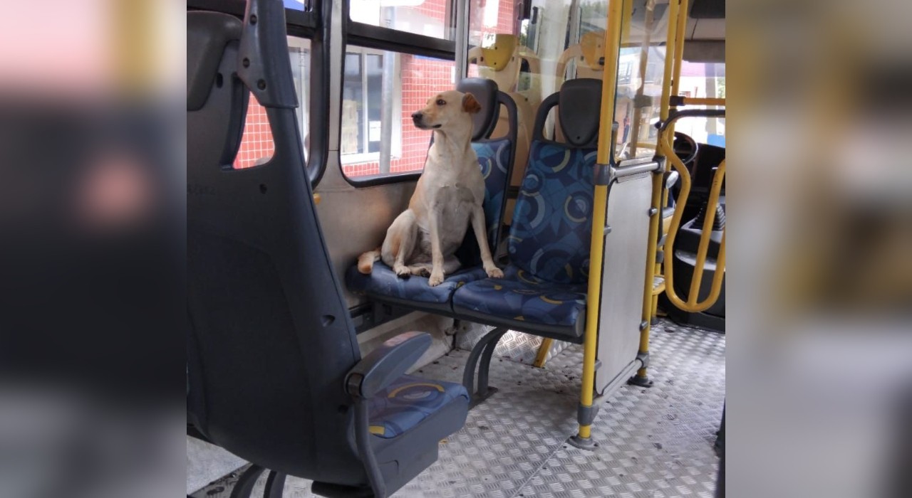 Cadela é flagrada dando 'rolê' em ônibus e explorando terminal de Jundiaí: 'Deve estar procurando o dono' 