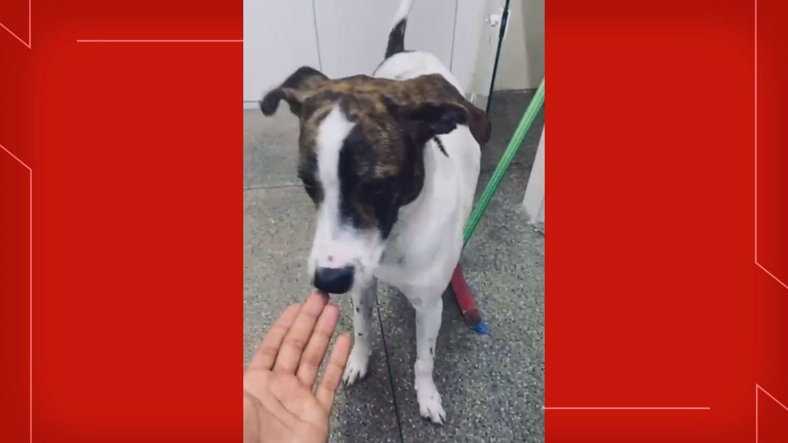 Homem é preso suspeito de matar cão a tiros no DF